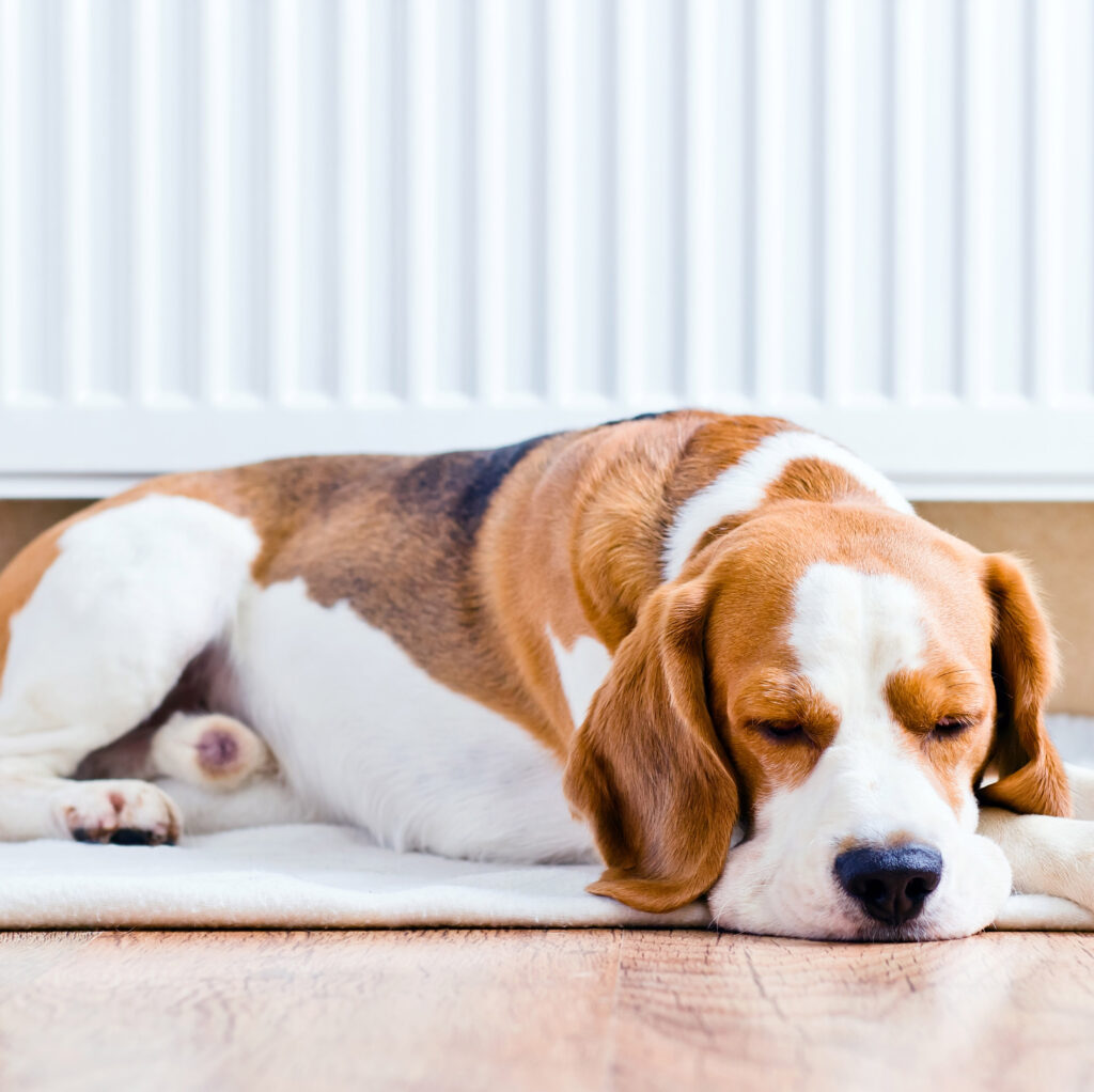 Dog laid in front of radiator Westbury-on-Trym (BS9)